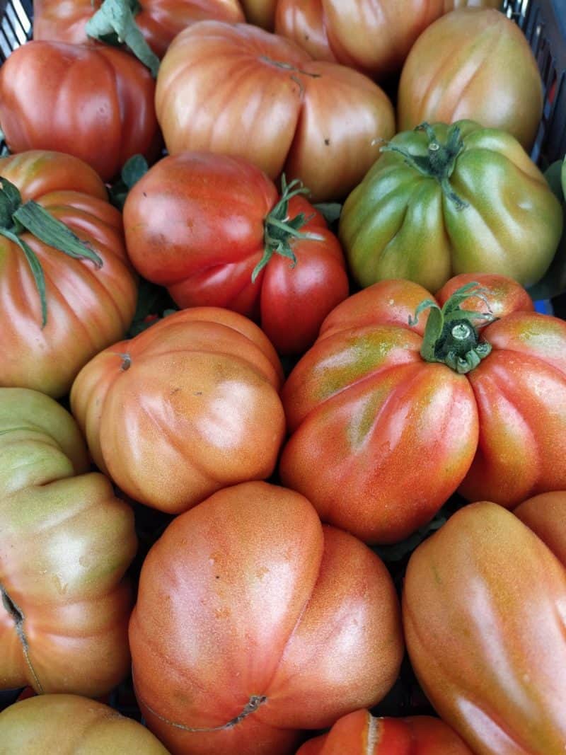 Pomodoro Cuore di Bue Km0 piante nuove!