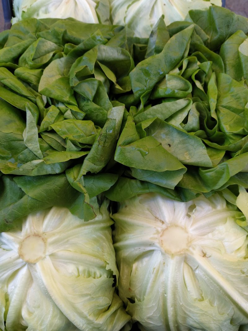 Insalata Lattuga km0 (cesti medio-grandi)