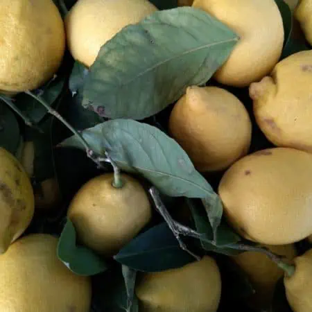 Limoni Gialli Sicilia Nuovi