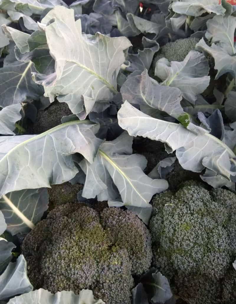 Broccoli Nuovi Garfagnana!!!