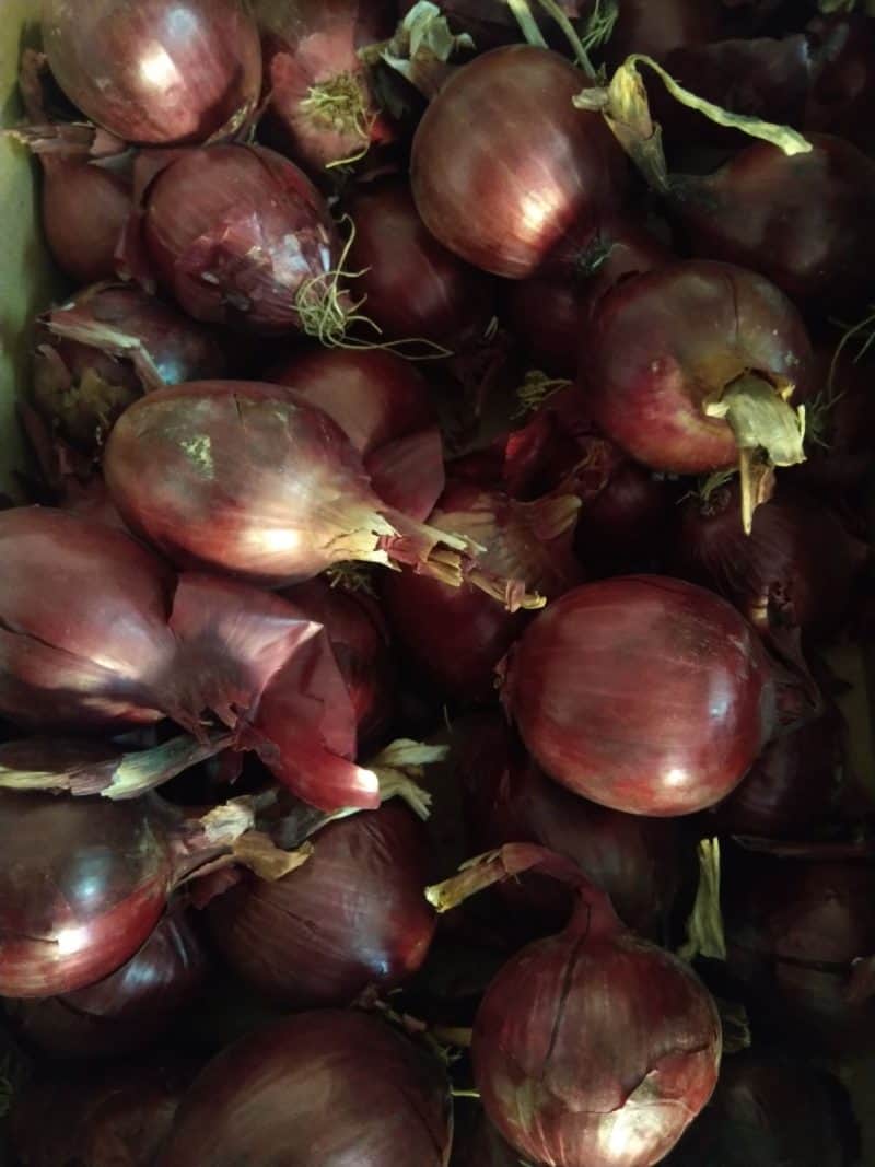 Cipolle secche rosate di tropea nuove