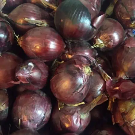 Cipolle rosse Italia