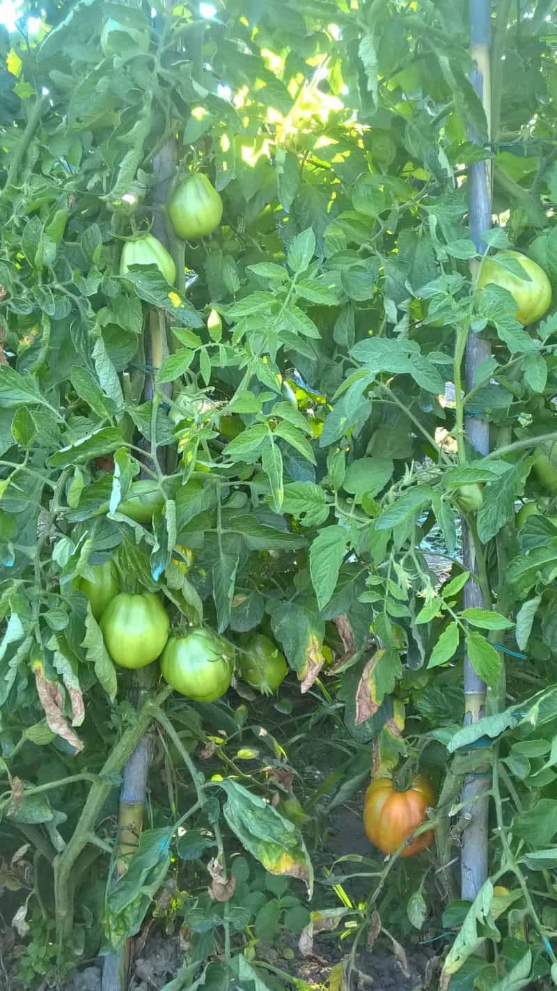 Pomodoro "Cupido" Camaiore(Lu) - immagine 2
