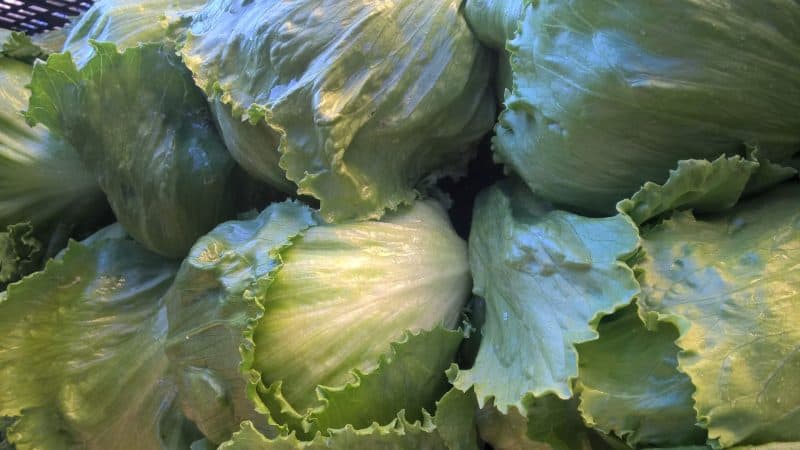 Insalata Iceberg cesti grandi