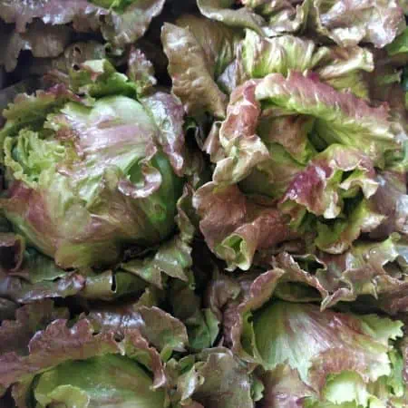 Insalata Canasta cesti medi