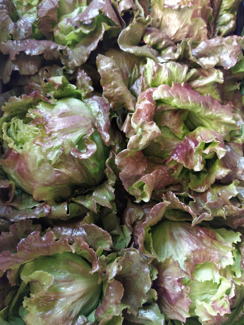 Insalata Canasta km0 cesti medio-grandi