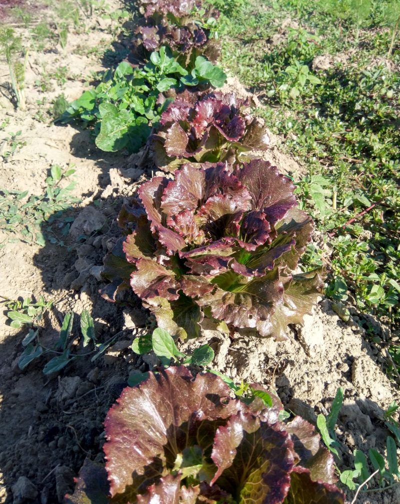 Insalata Canasta km0 cesti medio-grandi - immagine 2