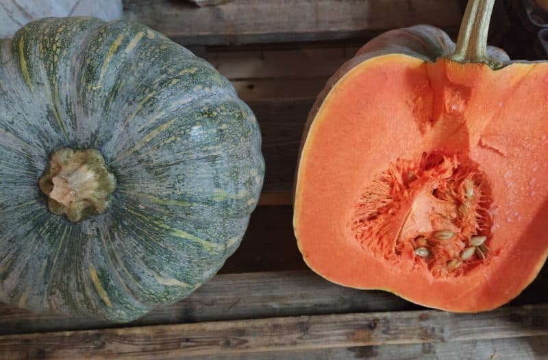 Zucca Gialla