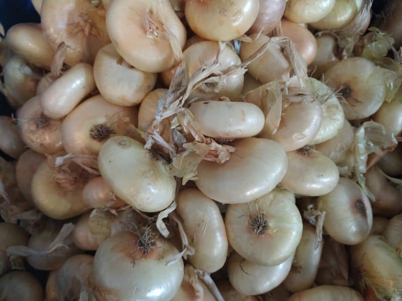 Cipolline Borrettane nuove