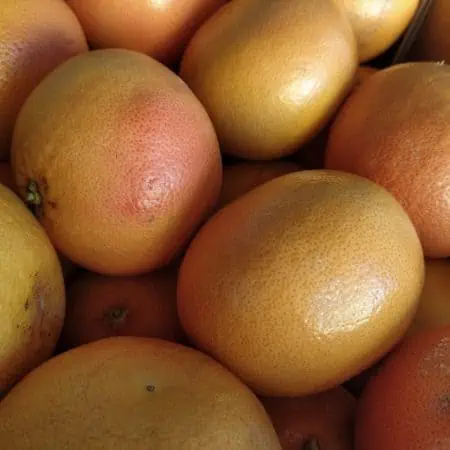 Pompelmo Rosa