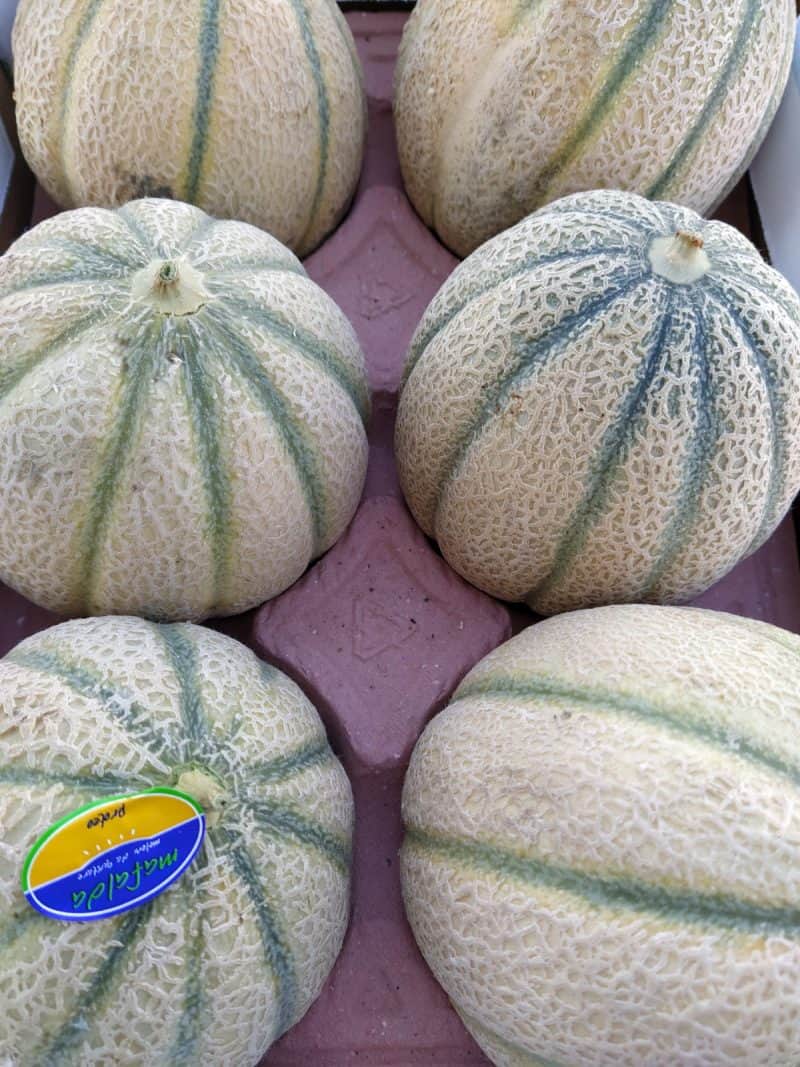 Offerta!! Melone (o Popone) Retato Bolgheri
