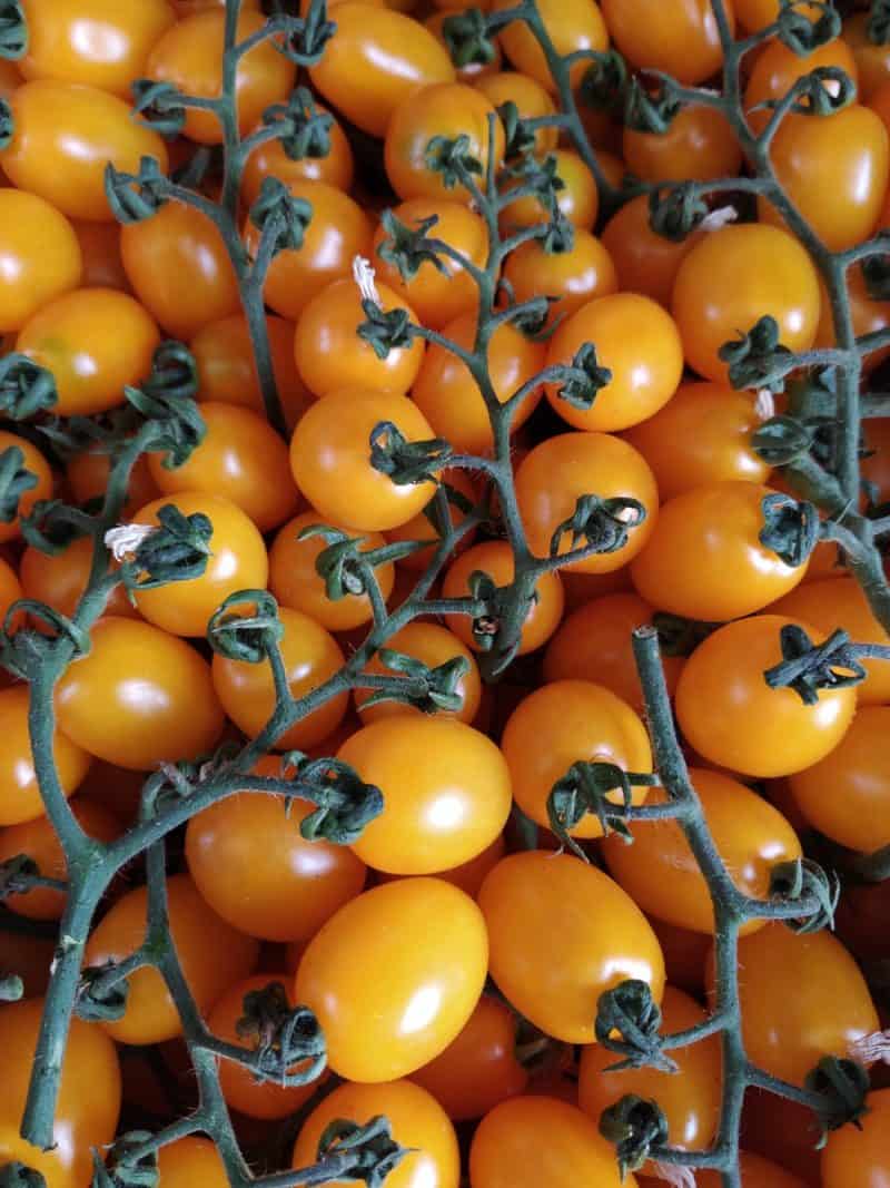 Pomodorino Datterino Giallo Sicilia nuovo raccolto