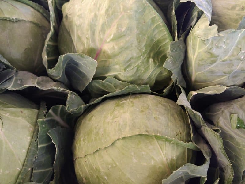 Cavolo Cappuccio Verde Az Agr Vivaldi Casciavola