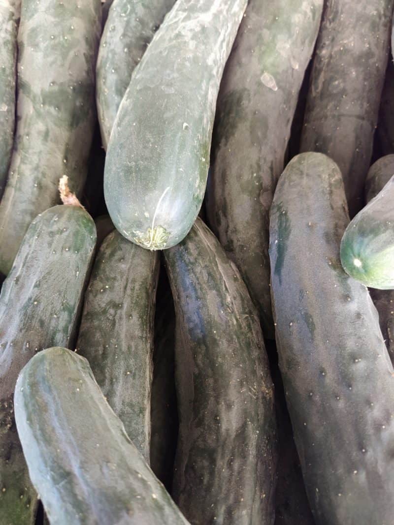 Cetriolo corto nuovo raccolto Camaiore(LU)