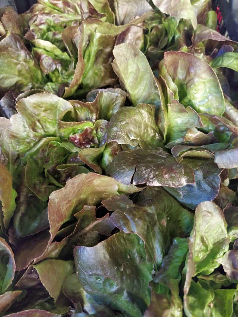 Insalata Pesciatina km0
