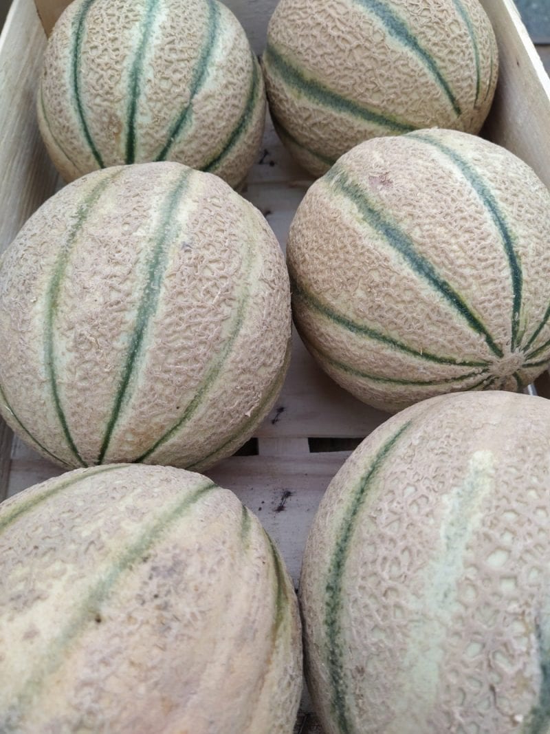Melone (o Popone) KM0!!! (Strepitosi!)