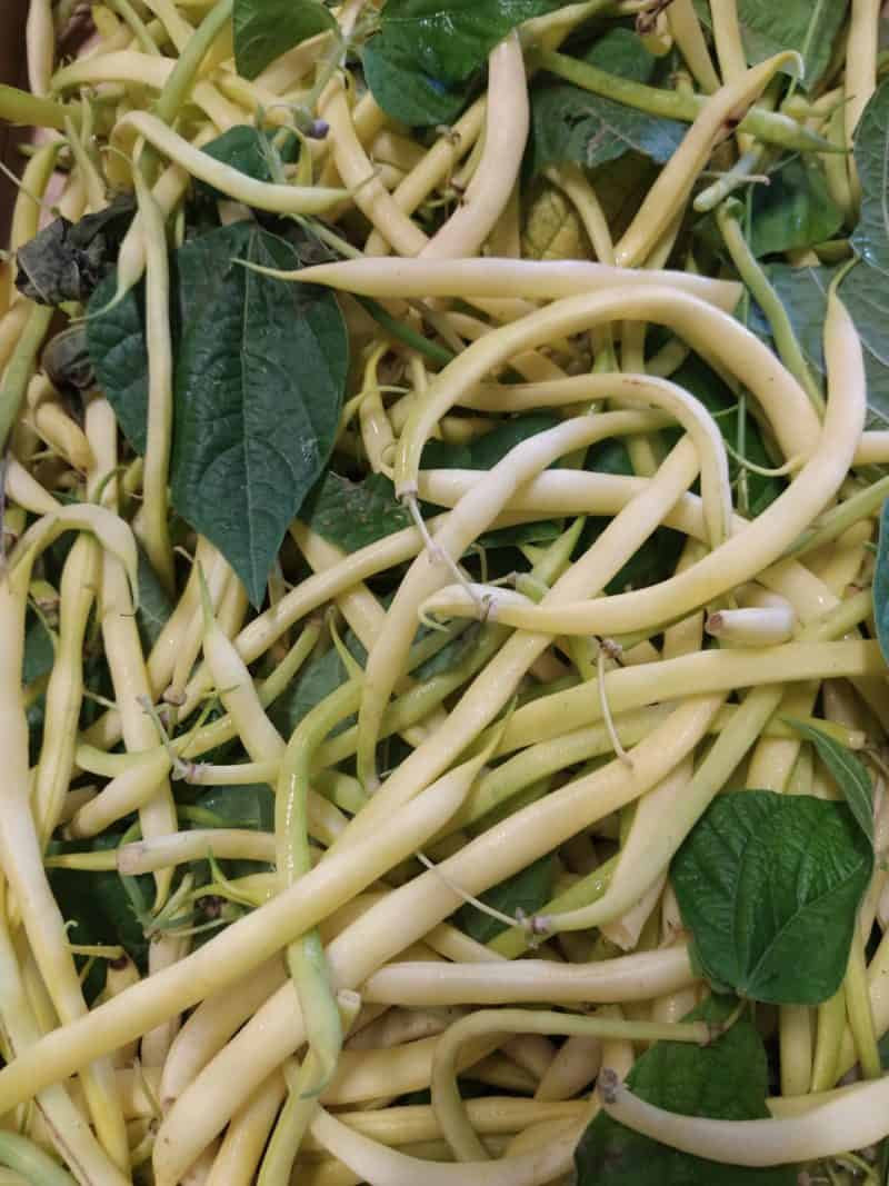 Fagiolini Gialli Nostra produzione