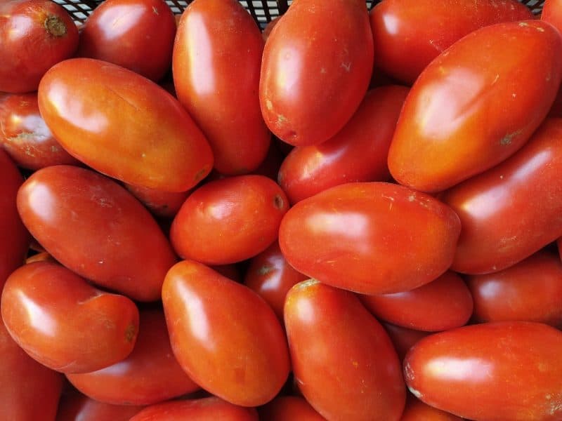 Pomodoro San Marzano  MATURO CASCINA KM0! A Casse intere (10 kg) SELEZIONATO!