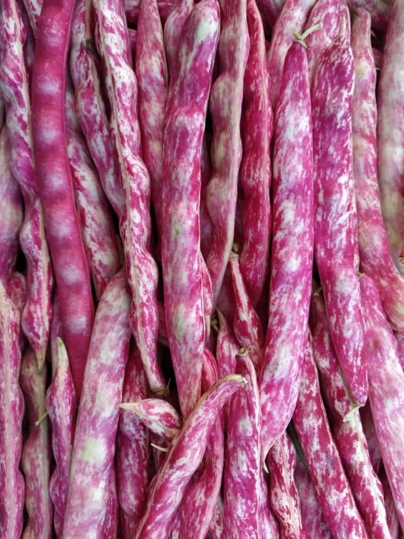FAGIOLI FRESCHI:  Borlotti rampicanti Pietrasanta (Lu)