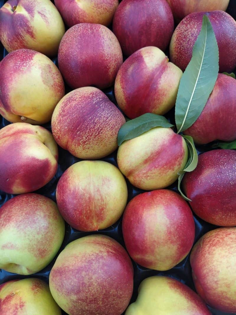Pesche Noci Bianche II scelta Casciana Terme
