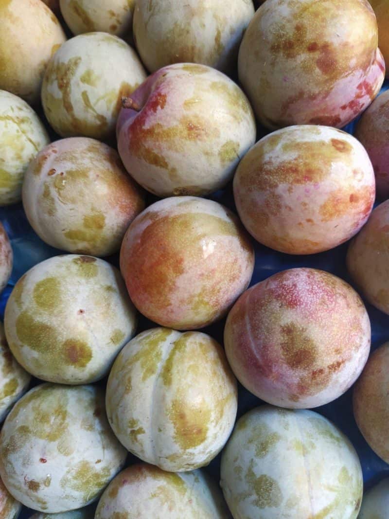 Susine Sangue di Drago nostra produzione!!Km0