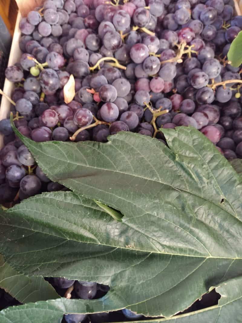 Uva Fragola AZ agr Vivaldi Cascina(Pi)