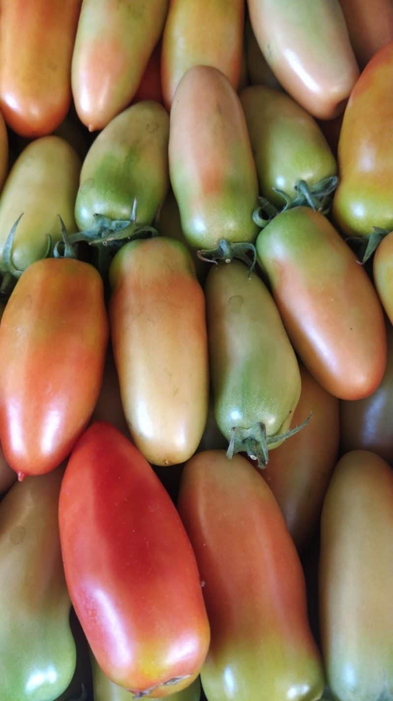 Pomodoro Oblungo Camaiore(Lu) km0