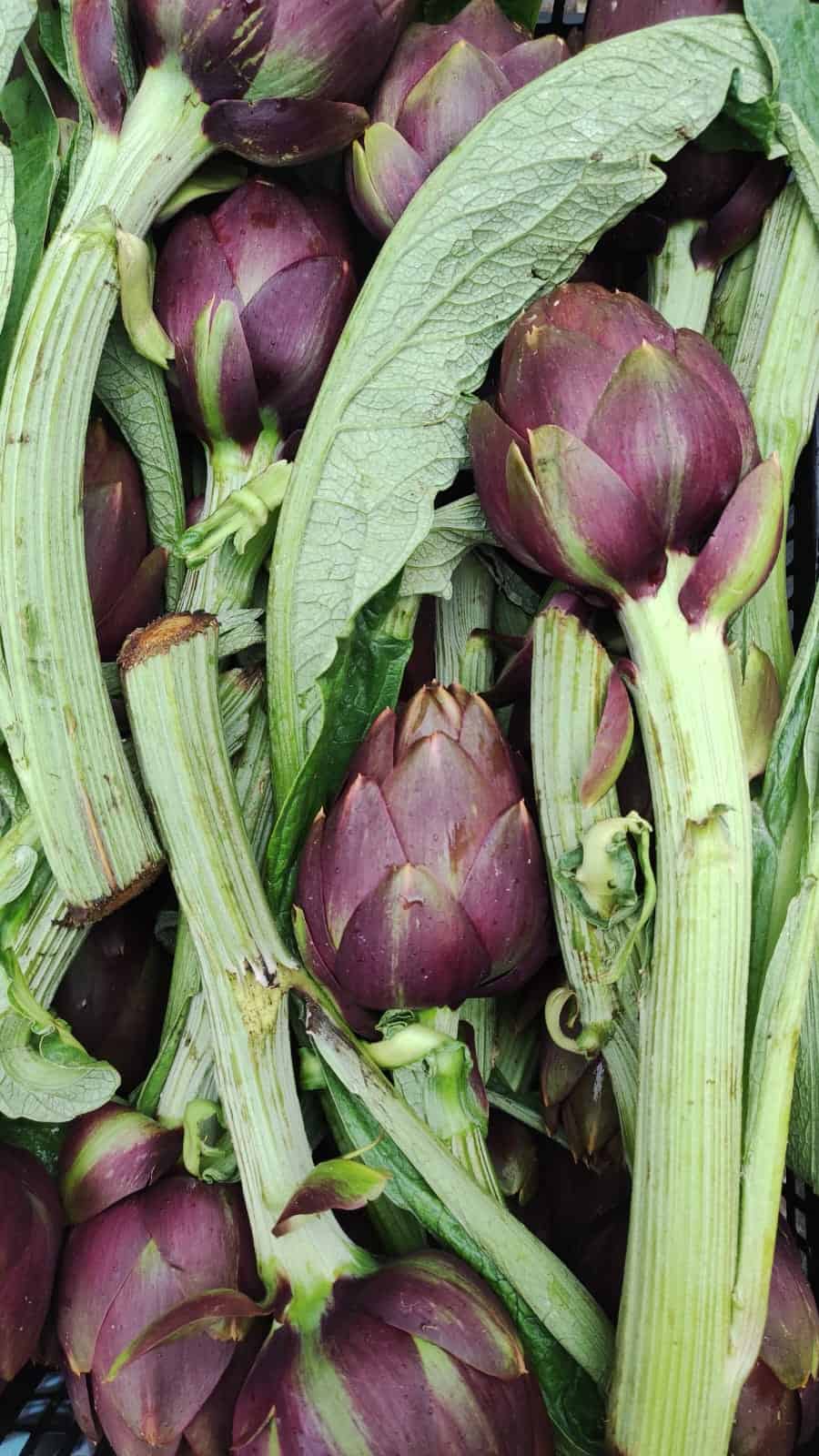 OFFERTA!! Carciofi II taglio Sardegna