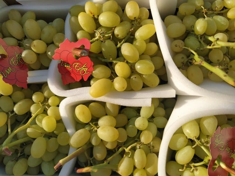 Uva Senza semi Sicilia