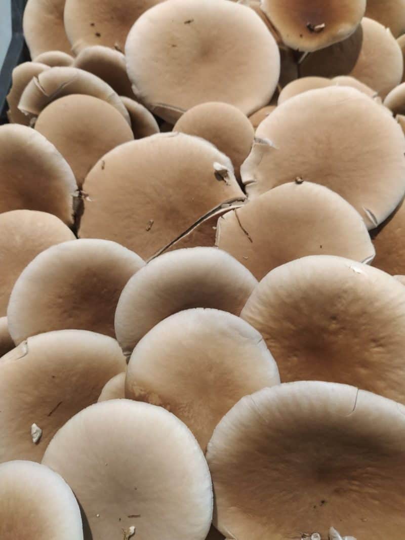 Funghi Pioppini PISA