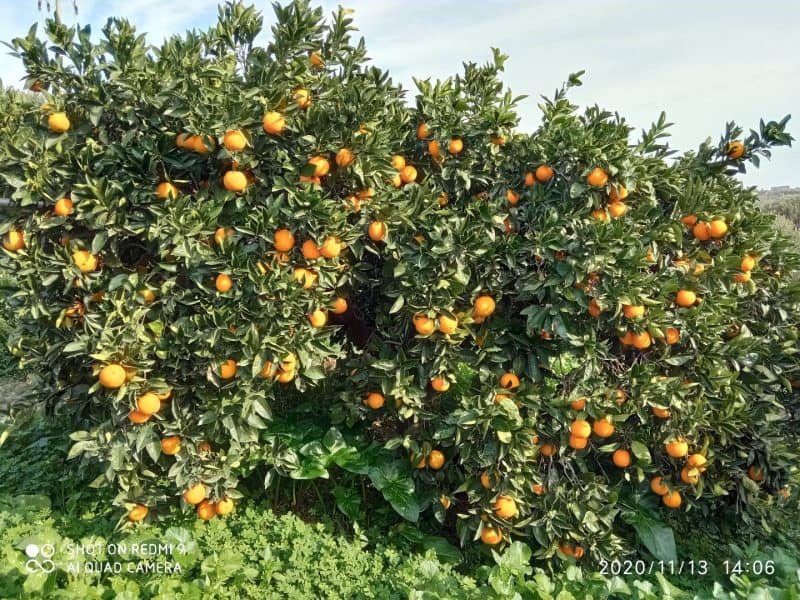 Arance Navel Sicilia misura media - immagine 3