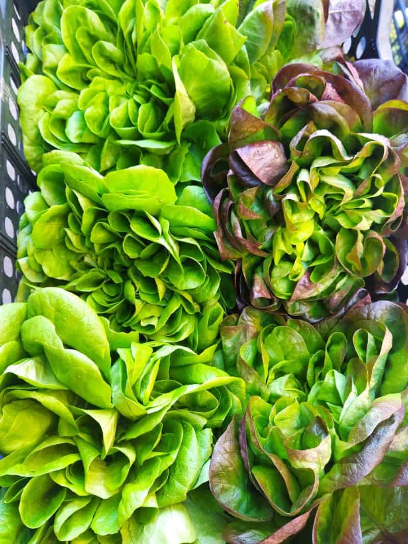 Insalata Salanova km0