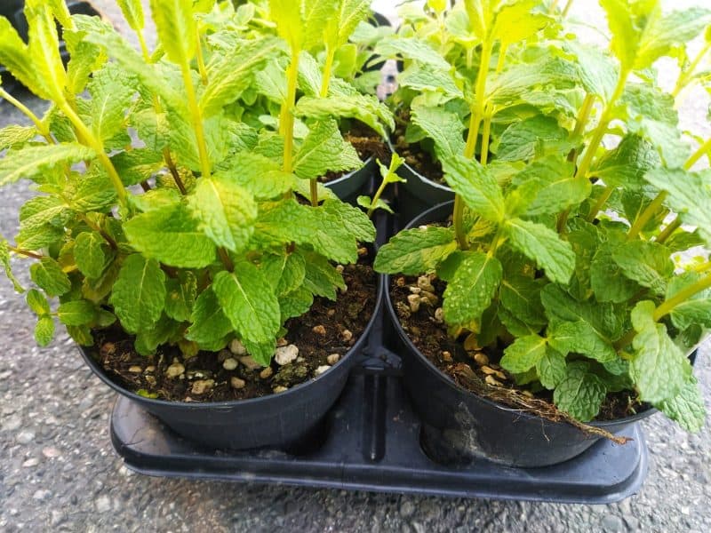 Piantine: Menta "Mojito" in vaso