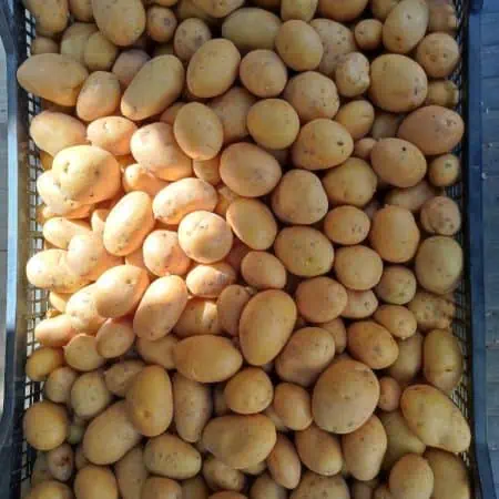 Patate piccole da arrosto Nuove Bolgheri (Li)km0