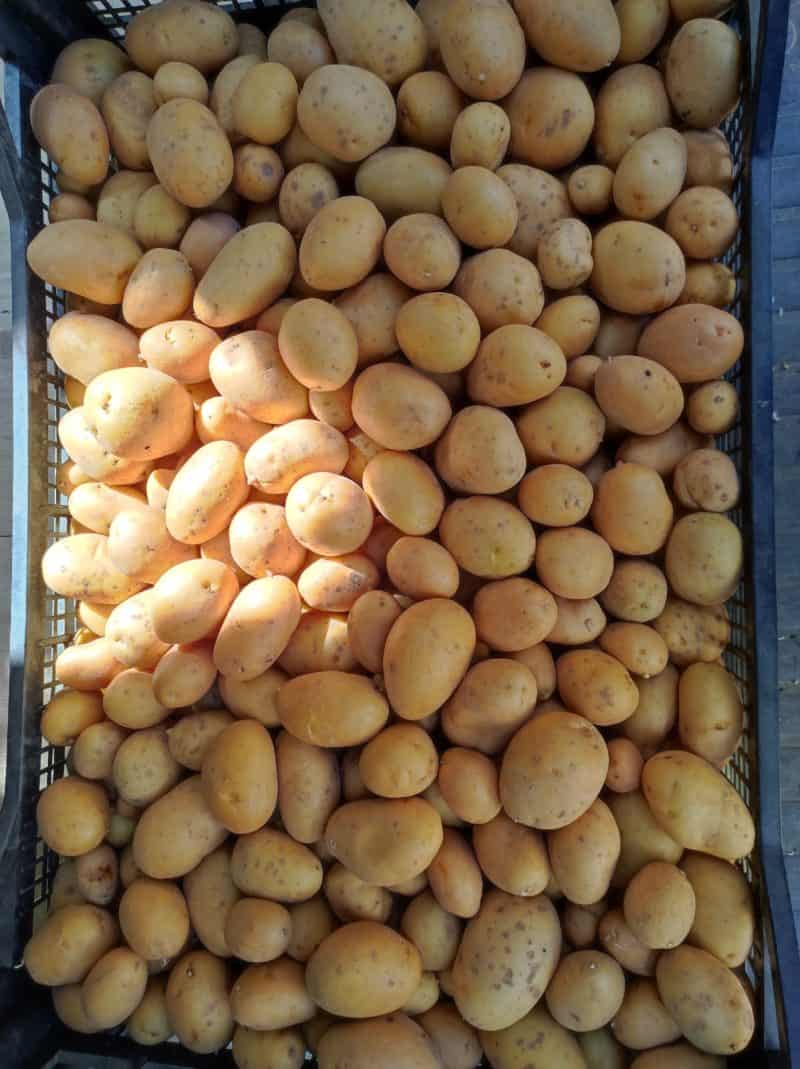 Patate piccole da arrosto nuove