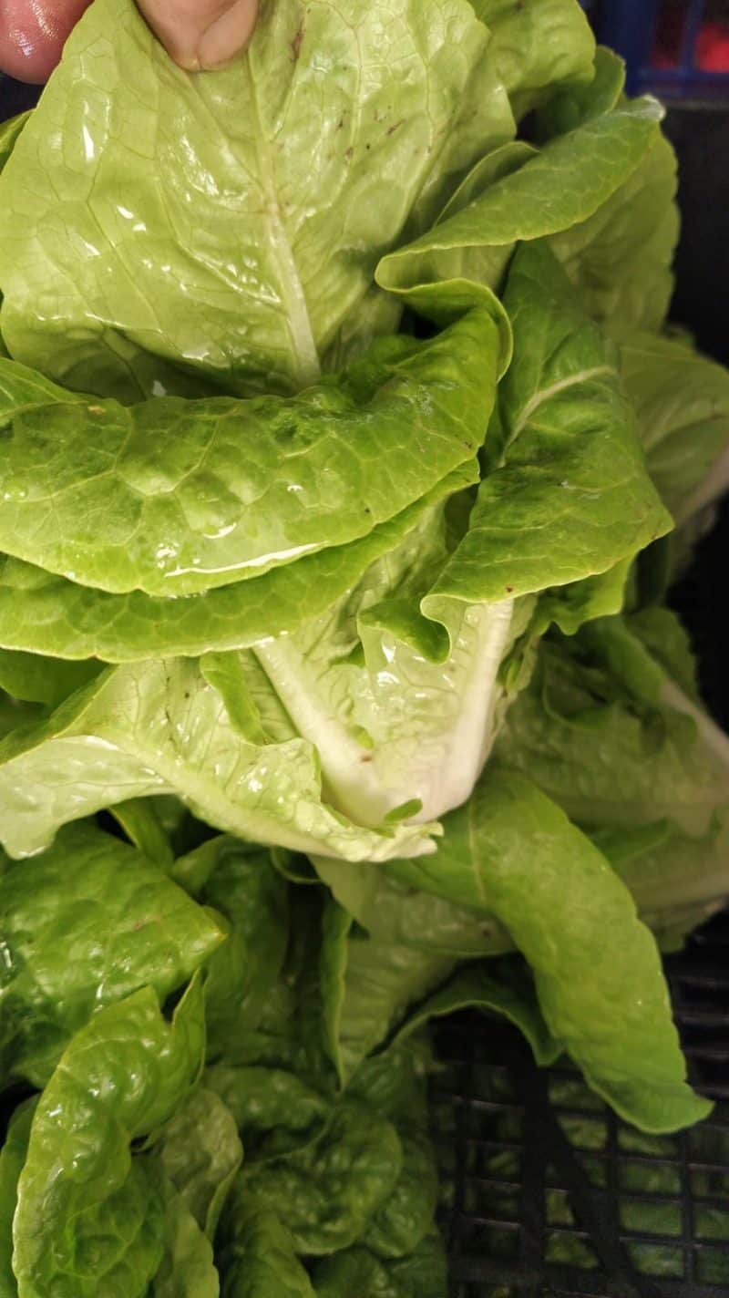 Insalata Romana km0 (cesti grandi)