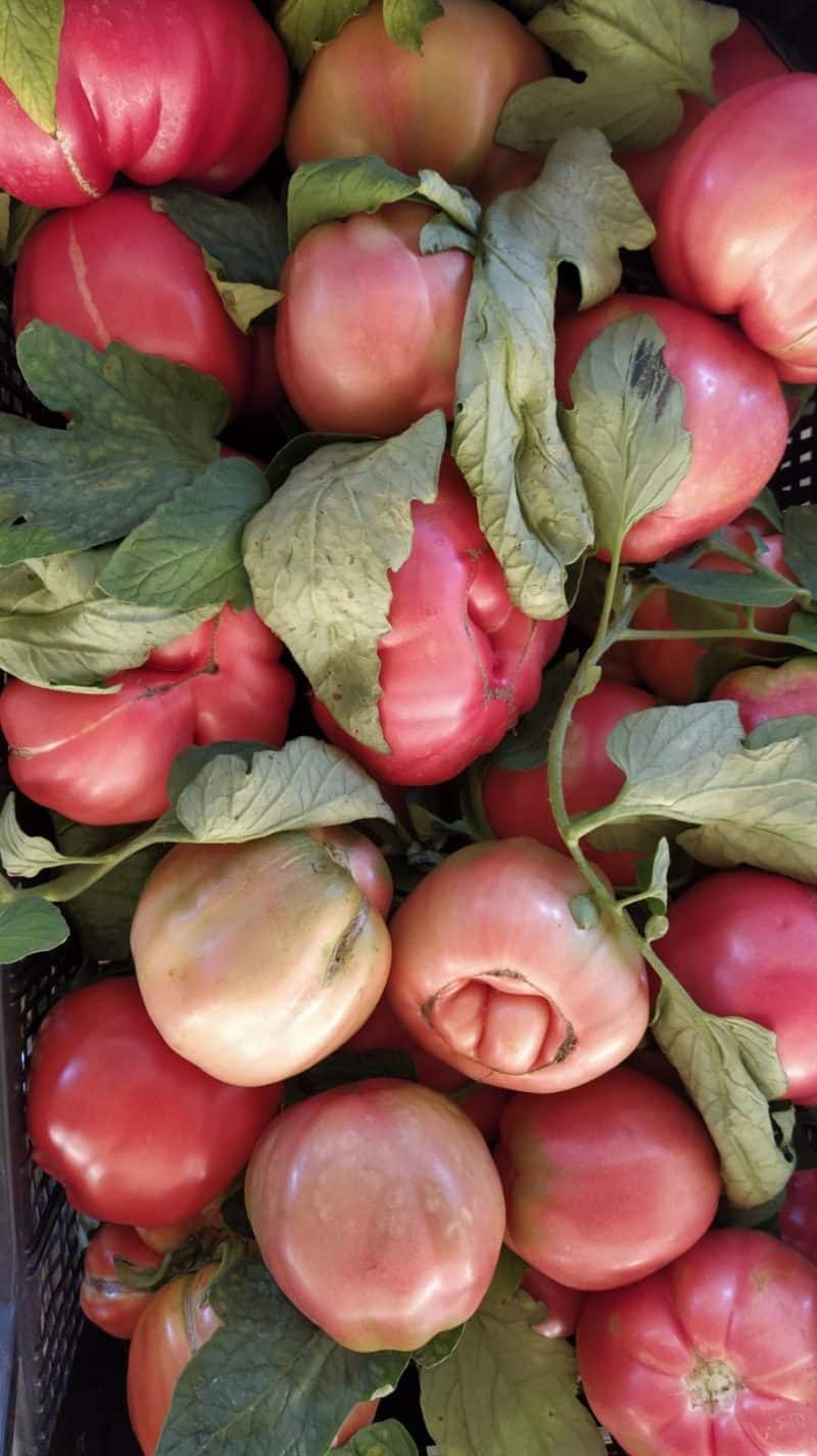 Pomodoro Rosa Km0