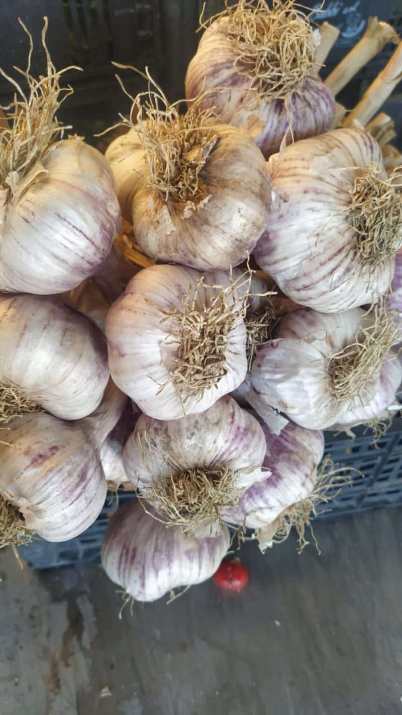 Aglio Rosso Nuovo (capi grossi)