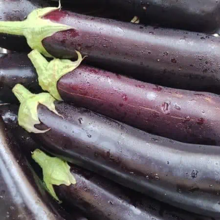Melanzane lunghe nere nuove Km0