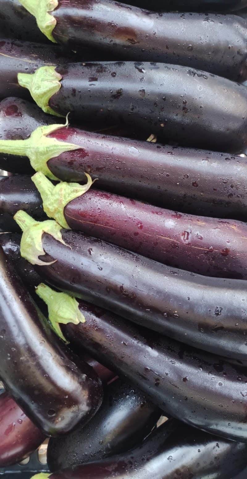 Melanzane lunghe nere nuova produzione Sicilia