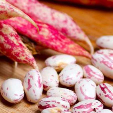 FAGIOLI SGRANATI FRESCHI:  Borlotto Rampicante" Pietrasanta (Lu)