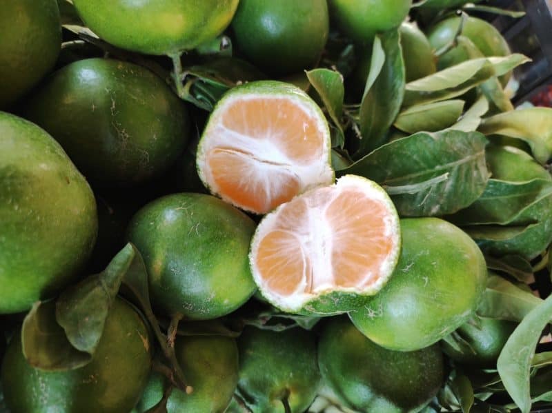 Clementine "Miagawa" Sicilia I scelta no semi speciali!!!(più asprine)