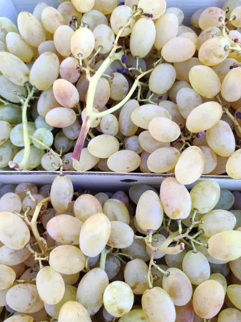 Uva Galletta (o Pizzutella) primissima scelta