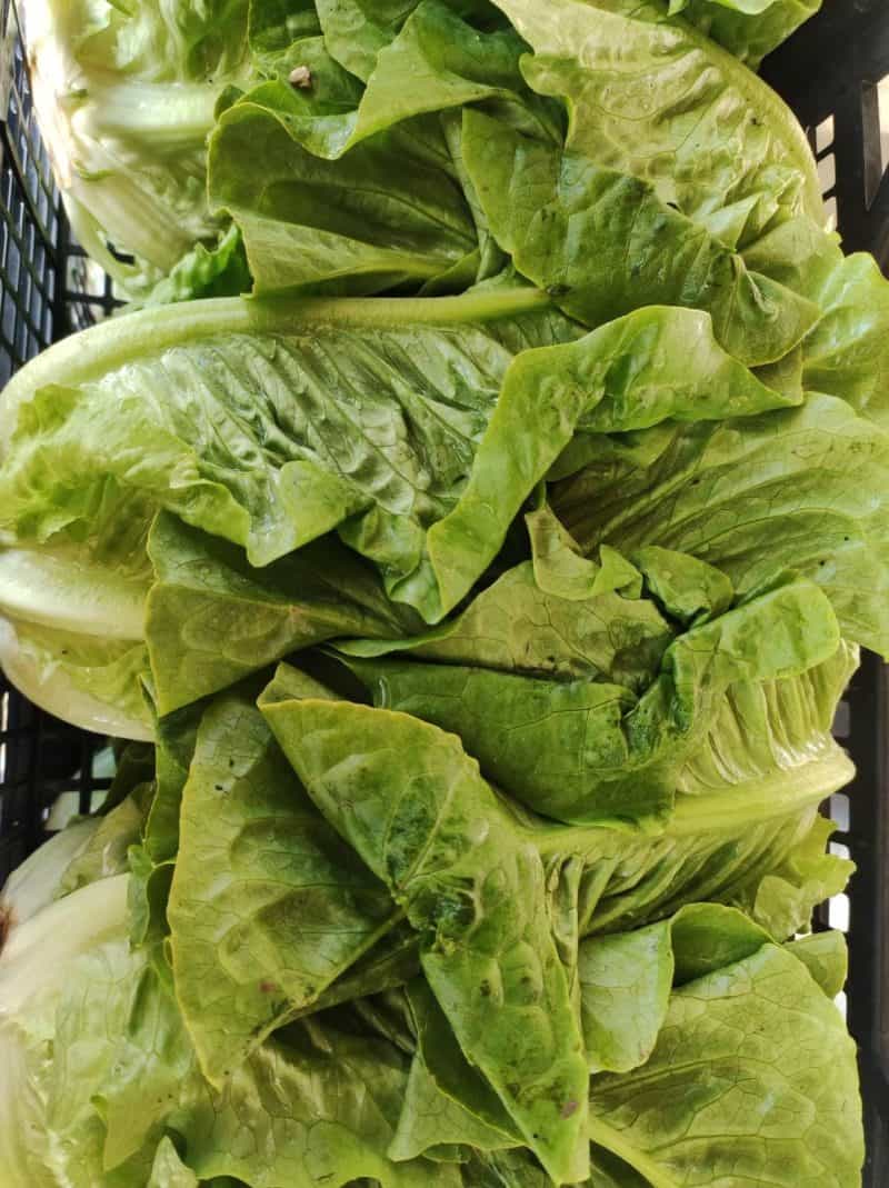 Insalata Romana nostra produzione NON TRATTATA (cesti medio-piccoli)