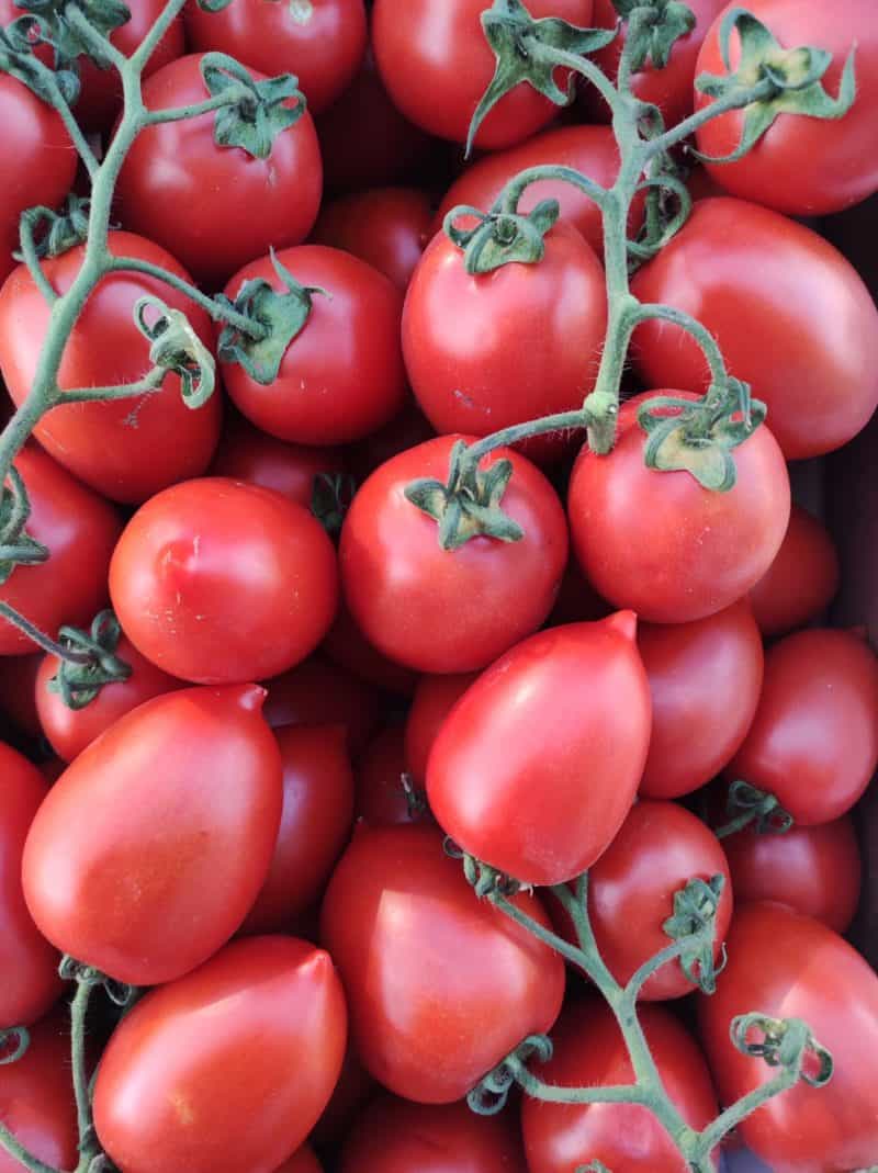 Pomodoro San Marzano Sicilia