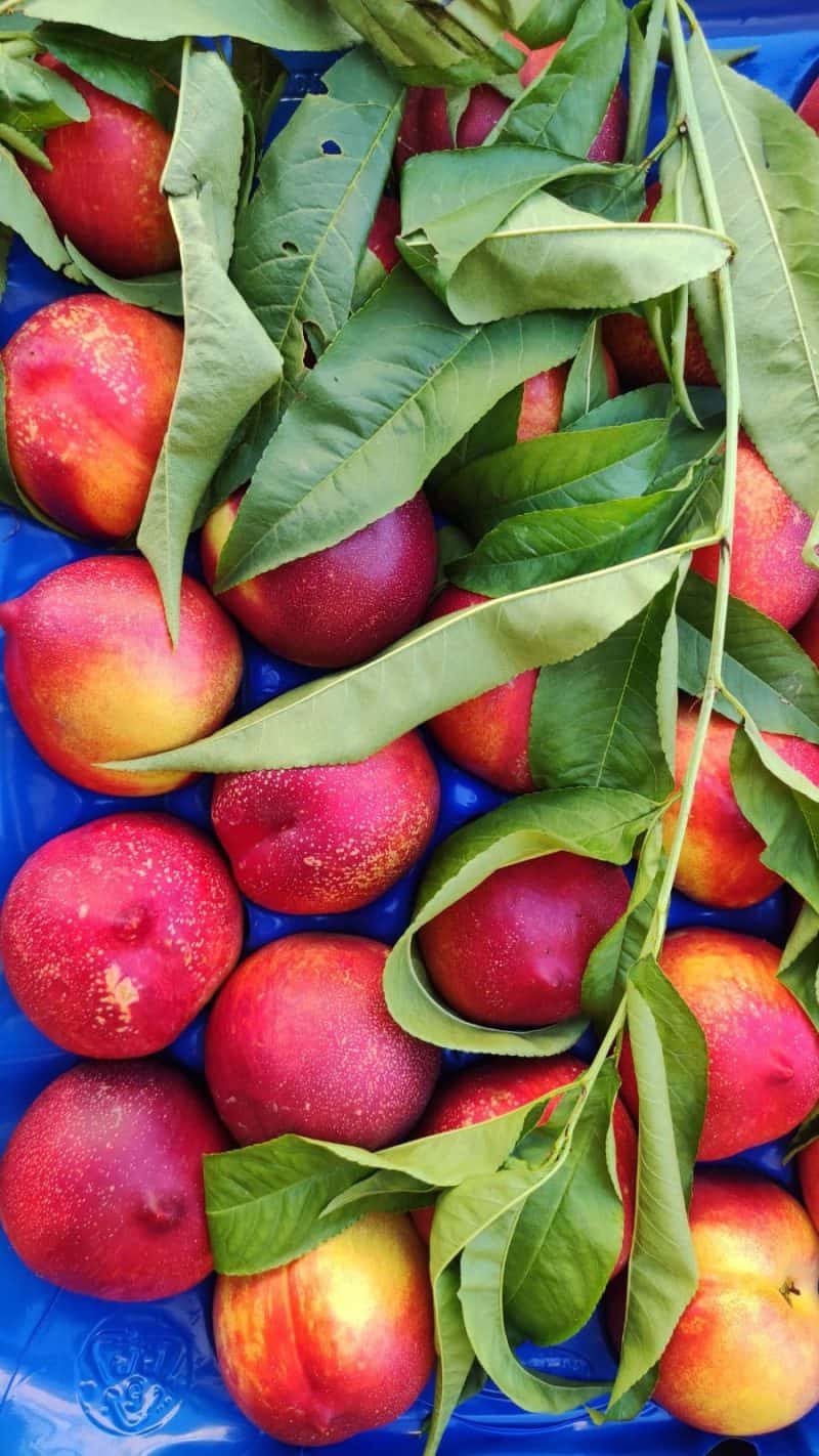 OFFERTA! Pesche Noci Basilicata (medio piccole)