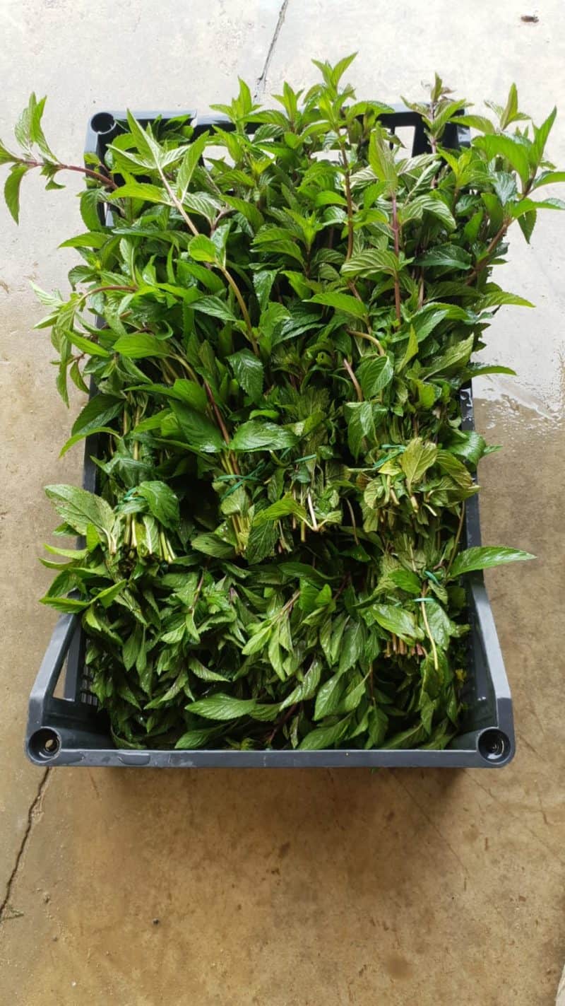 Menta a mazzetti fresca!