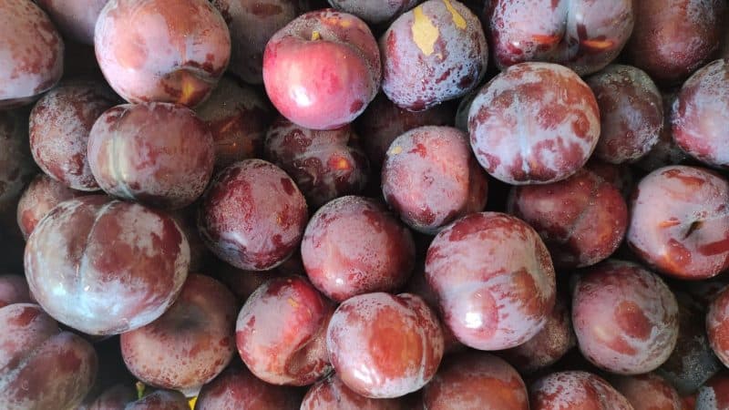 Susine "Fortuna" rosse a polpa gialla Nodica(Pi)