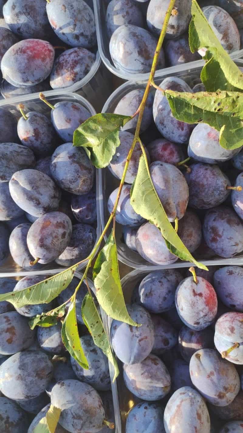 Susine Prugne km0 Varramista(Pi)