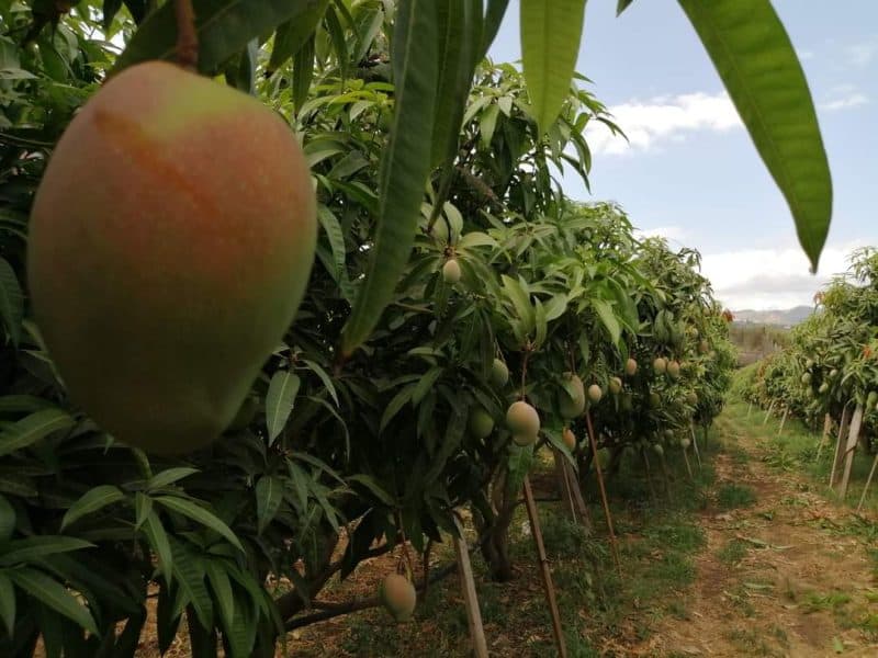 MANGO SICILIANO DIRETTAMENTE DAL PRODUTTORE!!MATURATO SULLA PIANTA!!! Favoloso!!! (Misura Media)